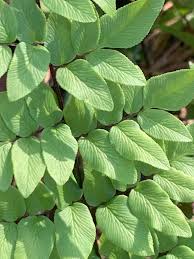 Image result for Cheilanthes viridis