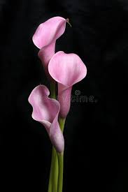 Three Calla Lilies On Black Three Pretty Calla Lilies Stand Against A Black Bac Sponsored Lilies Calla Blac Lily Flower Flower Art Calla Lily Flowers