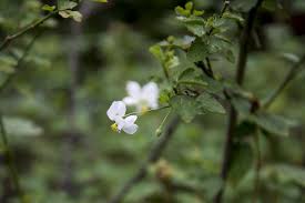 Image result for Hibiscus micranthus