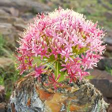 Image result for Boophone disticha