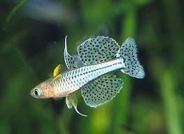 The Ultimate Uk Fish Keeping Resource For All Types Of Tropical And Marine Fish Including Fish Books A Tropical Freshwater Fish Aquarium Fish Freshwater Fish