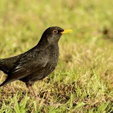 Do blackbirds return to the same garden. Public Urged To Help Keep Track Of Beloved Garden Birds