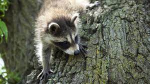 How long can raccoon live? Raccoon Nation Raccoon Facts Nature Pbs