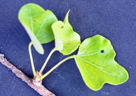 Image result for Sterculia rogersii