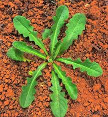 Image result for Hypochaeris