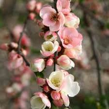 With our safe shipping, low prices, larger plants and expert planting advice you'll be growing flowering quince like the pros. 60 Chaenomeles Ideas Chaenomeles Flowering Quince Flowers