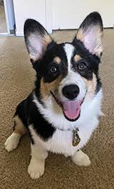 I would like for you to take a look around our stunning corgi site to view our beautiful stunning corgi puppies. Cardigan Corgi Puppies Mn