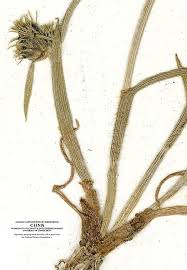 Image result for Fuirena abnormalis