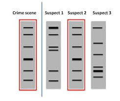 Dna fingerprinting is a laboratory technique used to establish a link between biological evidence and a suspect in a criminal investigation. How Are Crimes Solved By Pcr