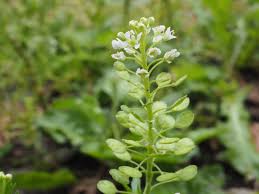 マメ グンバイ ナズナ