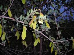 Image result for Securidaca longepedunculata
