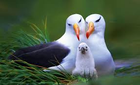 Www Mywallpaperstore Com Wp Content Uploads 2016 05 3d Birds Live Wallpaper App For Android Jpg Animals Beautiful Most Beautiful Birds Beautiful Birds
