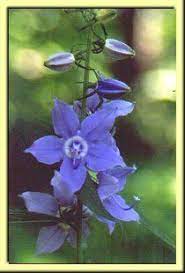 Flowers native to western pennsylvania. 19 Native Plants Of Western Pennsylvania Ideas Native Plants Plants Wild Flowers