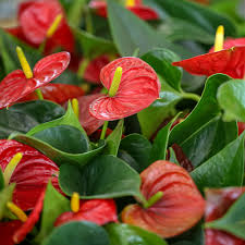 Ci sono diverse piante che si adattano al clima di casa e regalano infiorescenze di diversi colori e profumi. Le Piante Fiorite Da Interno Il Germoglio