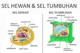 1 Tuliskan Perbedaan Sel Hewan Dan Sel Tumbuhan 2 Gambarkan Sel Hewan Dan Sel Tumbuhan 3 Sebutkan Brainly Co Id