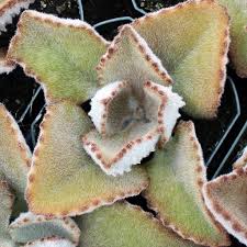 Image result for Kalanchoe brachyloba
