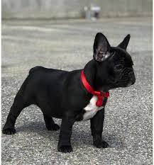 How much do french bulldogs weigh? French Bulldog Price 1 500 Bulldog Puppies French Bulldog Puppies French Bulldog Dog