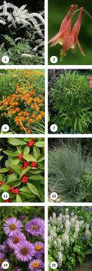 Sep 22, 2020 · but there are actually plenty of options you can grow so the deer go elsewhere to do their grazing. 15 Great Deer Resistant Native Plants Audubon Connecticut