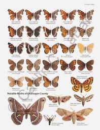 43 Best Butterfly Identification Images In 2019 Butterfly