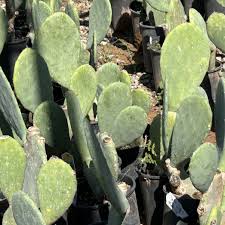 Image result for Opuntia