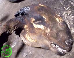 1 kilogram jeroan kambing, bagian kepala kambing (telinga dan lidah), kaki, dan kikil kambing. Cara Membersihkan Bulu Kepala Kambing Sebelum Diolah