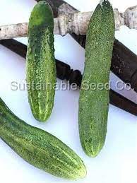 English Telegraph Cucumber Seed Cucumber Seeds Heirloom Vegetables Cucumber