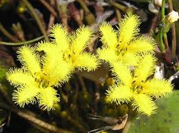 Image result for Nymphoides thunbergiana