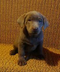 Maybe you would like to learn more about one of these? Available Labrador Puppies Akc Registered Breeder Humphrey Labs