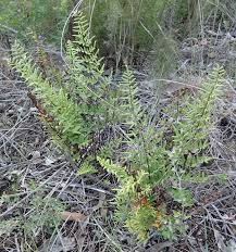 Image result for Cheilanthes viridis