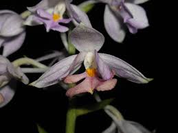Image result for Calanthe sylvatica