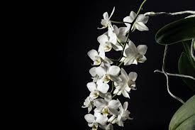 Tilt Shift Lens Photography Of White Flowers Beautiful Flowers Hd Wallpapers Hd Flower Wallpaper Orchids