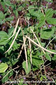 Image result for Macroptilium atropurpureum