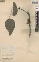 Image result for Caloncoba welwitschii