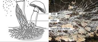 Canlilarin Siniflandirilmasi Mantarlar Alemi Mantar Ale