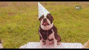 Brown boston terrier boston terrior happy birthday dog 5th birthday birthday memes birthday messages birthday month terrier breeds terrier puppies. Boston Terrier Birthday Gifs Get The Best Gif On Giphy