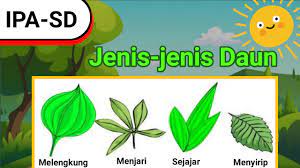 Tertarik hadirkan nuansa lebih asri di rumah lewat. Pengertian Jenis Dan Fungsi Daun Pada Tumbuhan Youtube