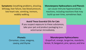 Treat cats like they are a newborn baby and always remember that less is more. Definitive Guide To Pet Aromatherapy Gerrard Larriett