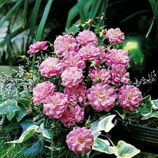 It was owned by several entities, from martin helfert erfurter saatguthaus rhenania gmbh to. Bodendeckerrose Easy Cover Von Tom Garten Auf Blumen De Kaufen