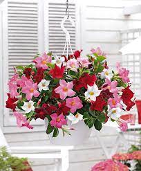 Pin On Gardening