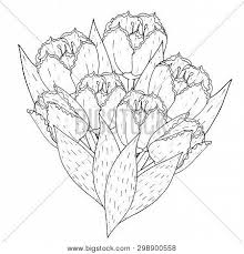 Find out more for adults on printablecoloringpages.org. Floral Template Tulip Vector Photo Free Trial Bigstock