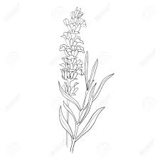Maybe you would like to learn more about one of these? Hand Drawn Botanical Illustration Of Lavender Vintage Collection Royalty Free Cliparts Vectors And Stock Illustration Image 114948317