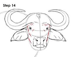 How To Draw An African Cape Buffalo The base of the horn should be inside the top of the head. how to draw an african cape buffalo