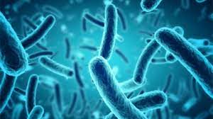Listeria monocytogenes causes one of the most serious and severe foodborne diseases called listeriosis. Once Discovered Deadly Listeria Can Continue To Contaminate Food In Stores And Plants For A Year Or Longer Cu Researchers Find Cornell Chronicle