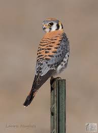 As noted in the falcon photos page, american kestrels are reverse size dimorphic, meaning that the. American Kestrel Jay S Bird Barn