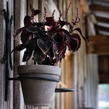 Image result for Coleus goetzenii