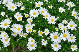 5 Budget Friendly Ways To Landscape Your Front Yard Budget Dumpster Each material has its own plus and minus point which may or may not suit your needs and budget.