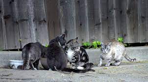 Are People Who Feed Stray Cats Helping Or Hurting