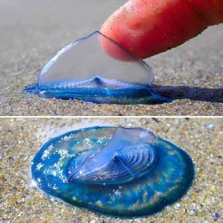 These look like tiny blue jellyfish… but they're actually Velella Velella,  commonly called by-the-wind sailors. 🌊 When I flipped one over, you can  see the transparent underside where the feeding polyps