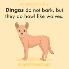 Fun Fact Dingos Do Not Bark But They Do Howl Like Wolves Dingo Australiananimals Australia Animal Facts For Kids Fun Facts About Animals Facts For Kids