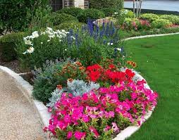 English Cottage Flower Bed With Petunias Salvia Daisy And Chopped Stone Border Landscaping With Rocks Trees To Plant Flower Beds